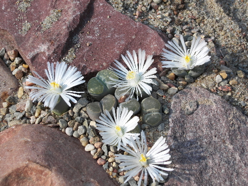 lithops salicola 1